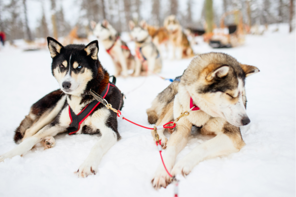 Husky honden van dichtbij in Lapland tijdens huskysafari in Rovaniemi