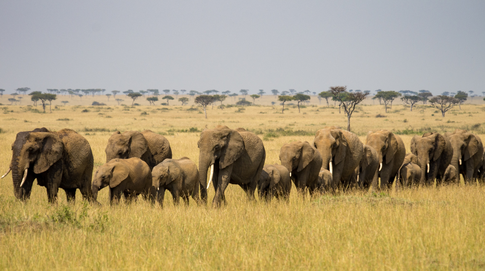 Wilde olifantenfamilie in de Masai Mara met uitgestrekt savannelandschap