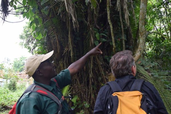 Wandeling door het Bigodi Swamp nabij Kibale Forest, waar je kleurrijke vogels, colobusapen en unieke moerasvegetatie kunt ontdekken.