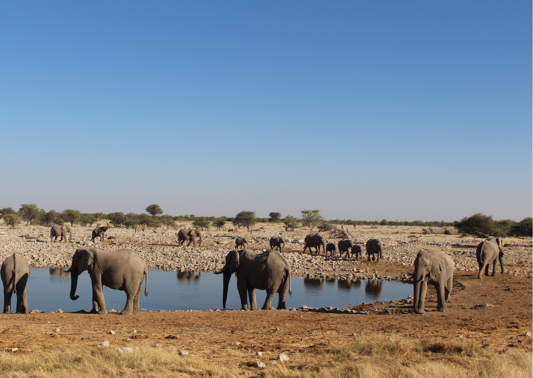 “Olifanten bij een waterhole in Etosha National Park in Namibië”