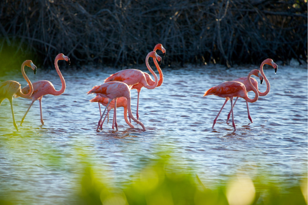 “Flamingo’s in lagune van Celestún met mangrove op de achtergrond.”