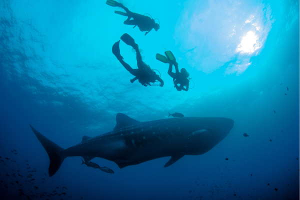 Galapagos - Walvishaai tijdens duiken - zwemmend in open oceaan