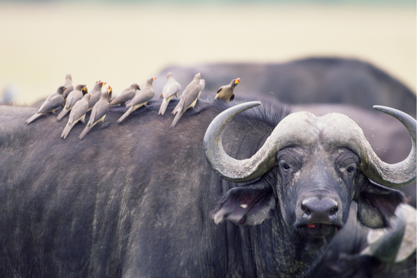 Buffelo met vogeltjes op rug_Zuid-Afrika