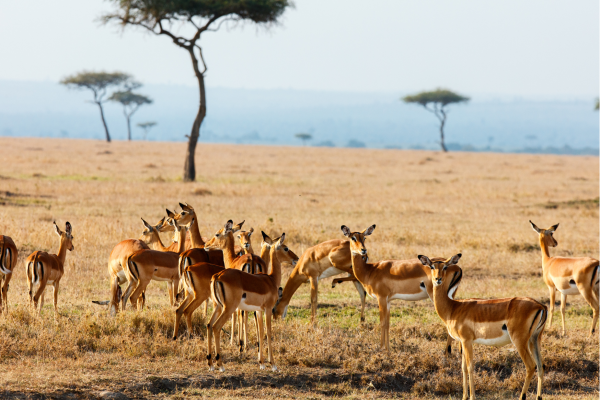 Impala savanne onderweg naar Serengeti