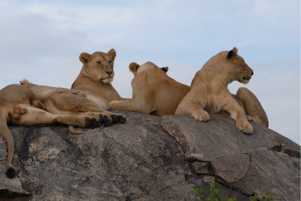 Leeuwen op rots_Tanzania