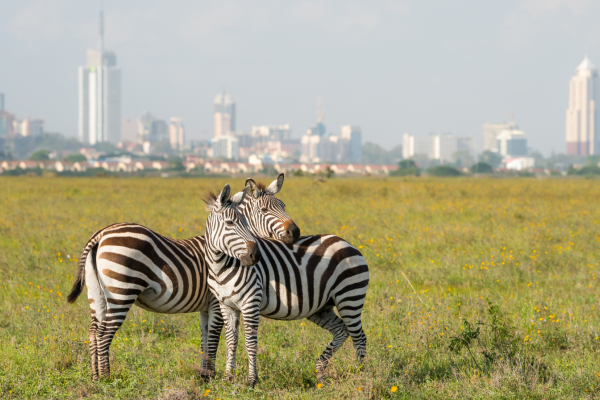 Zebra’s in Nairobi National Park met de skyline van Nairobi op de achtergrond