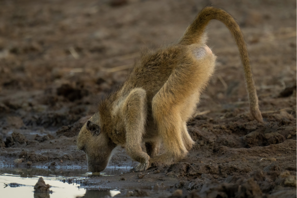 Chobe_Baboon drinkt bij waterhole