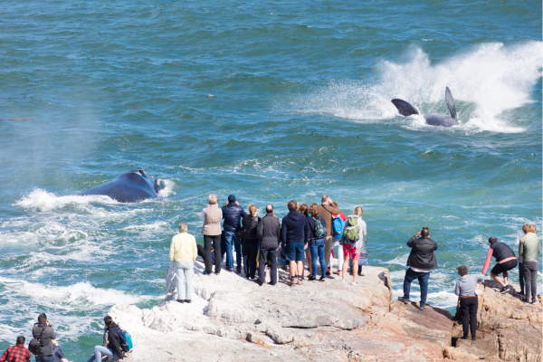 Walvissen langs de kust van Hermanus in Zuid-Afrika tijdens het walvisseizoen van juni tot november.