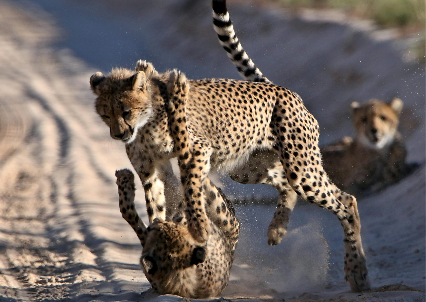 Kalahari Mariental_Namibie_Cheetah spelen in zand