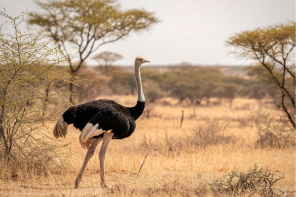 Tanzania_Struisvogel