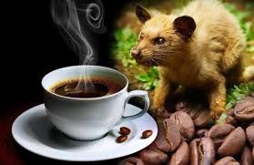 Kopi Luwak proeverij