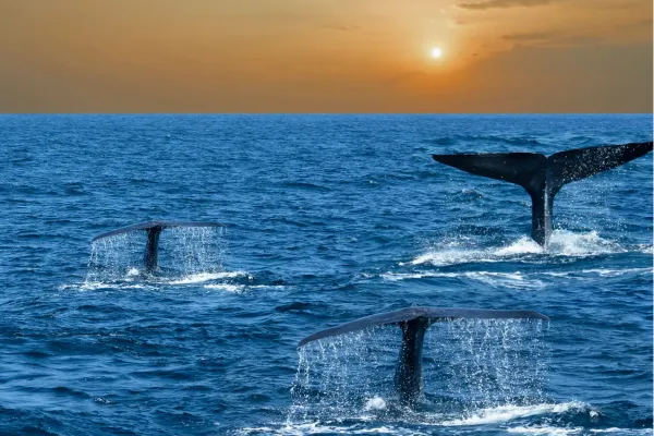 Walvissen in de Indische Oceaan voor de kust van Mirissa in Sri Lanka