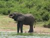 “Olifant bij het Kazinga Channel gespot tijdens boat cruise in Queen Elizabeth National Park, Oeganda.”