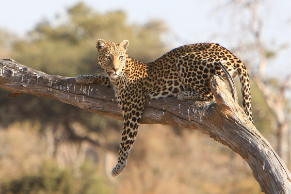 “Luipaard in een boom in het Chobe-gebied, alert om zich heen kijkend boven het rivierlandschap.”