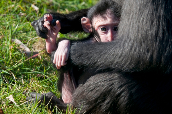 Babychimpansee in Kibale Forest National Park, veilig bij de moeder in het dichte regenwoud van Oeganda.