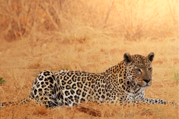 Camouflerend luipaard in de Masai Mara tussen het hoge savannegras
