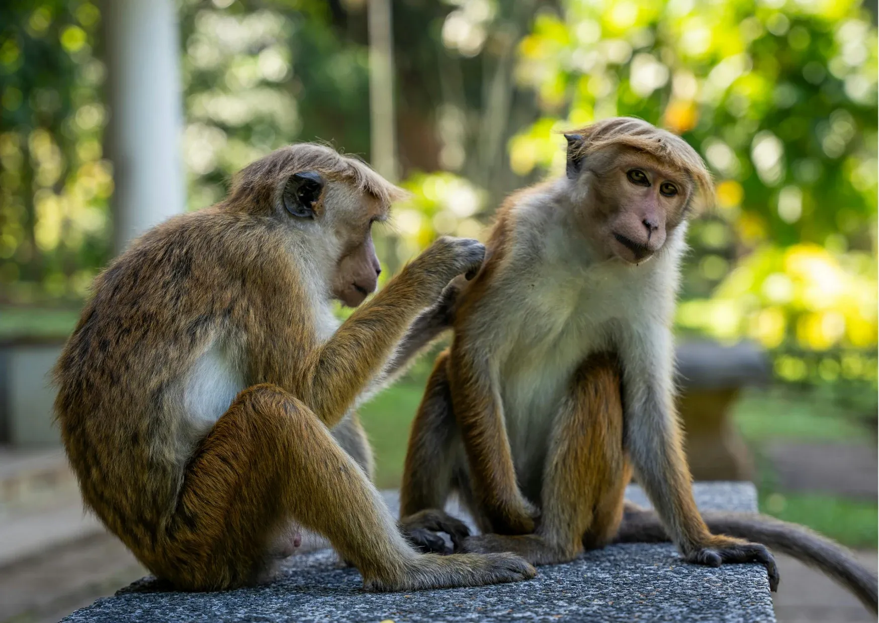 Twee apen zitten samen in een groene omgeving in Sri Lanka