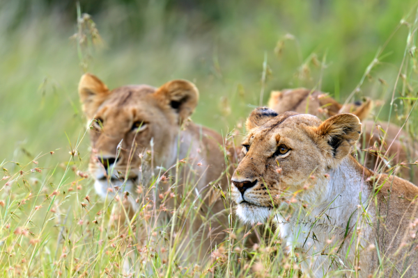 Masai Mara_Leeuwen op de loer_Tanzania