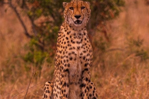 “Bezoek aan het Cheetah Conservation Fund in Otjiwarongo in Namibië, een educatieve ervaring gericht op bescherming van cheeta’s.”