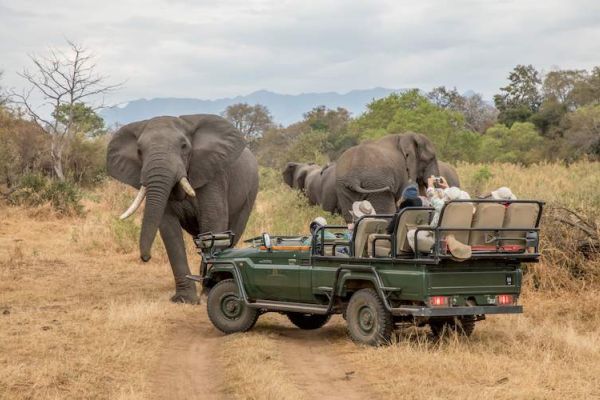 “Game drive in Karongwe Private Game Reserve met Afrikaanse olifant.”