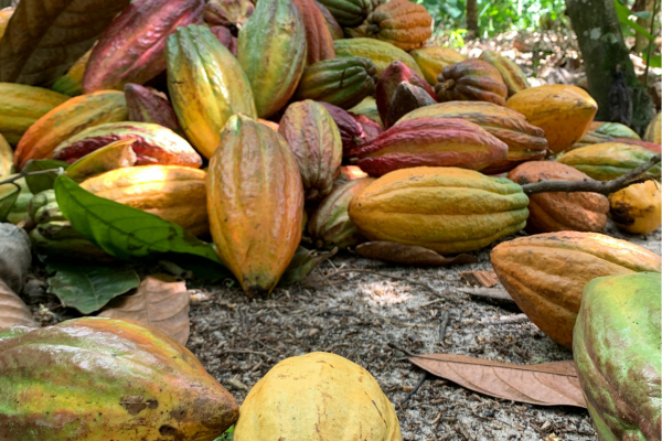 Chocolade maken tijdens de Don Juan Tour in Monteverde, Costa Rica.
