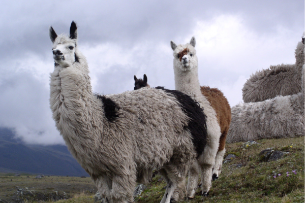 Alpaca in het Andesgebergte van Ecuador, grazend op hoogvlakten met vulkanische landschappen op de achtergrond.