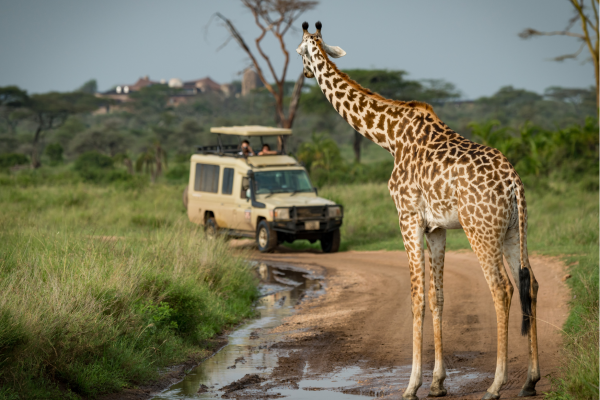 Algemeen Gamedrive met op zandweg een giraffe