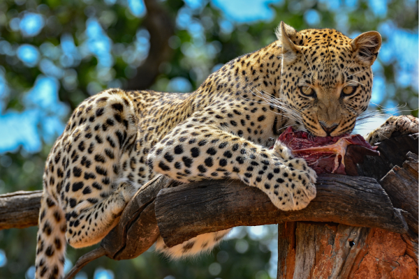 Algemeen_Namibie_Luipaard met vlees aan eten prooi