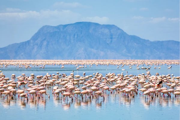 Tanzania_Lake Natron_Flamingo's