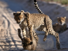 Kalahari Mariental_Namibie_Cheetah spelen in zand