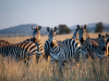 Addo National Park - Groep zebra s