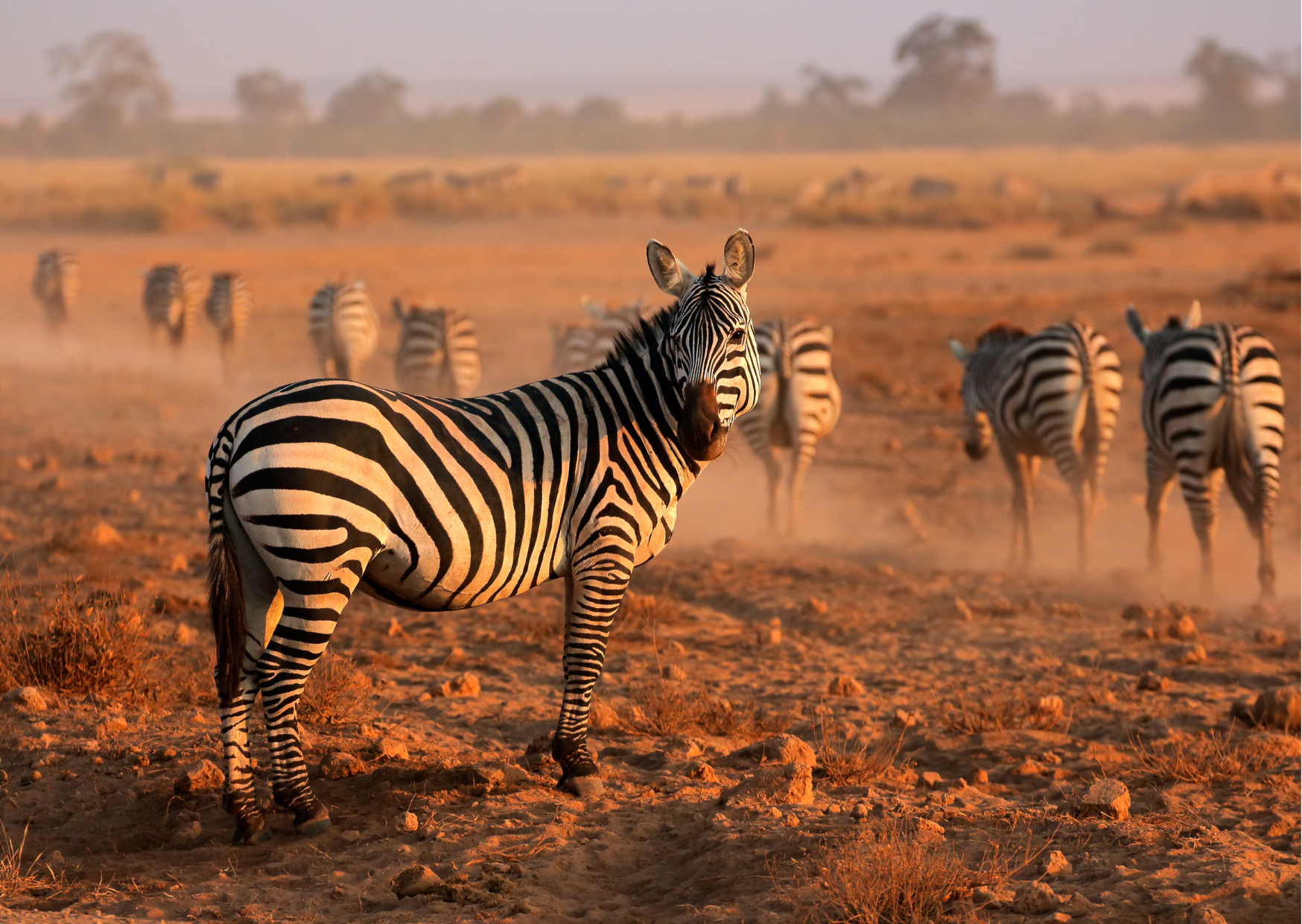 Amboseli National Park_Zebra in de ochendmist