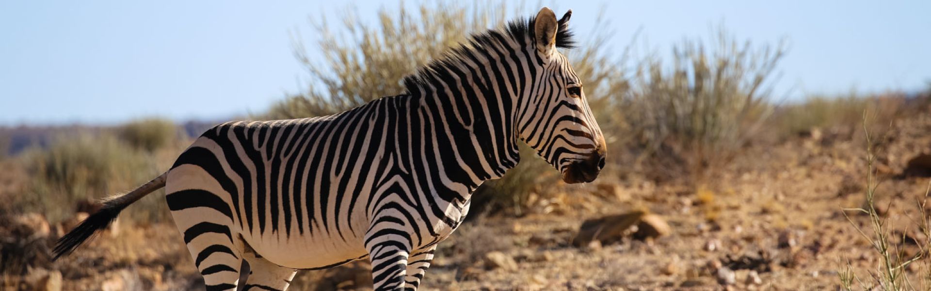 Etosha - “Hartmann’s bergzebra in West-Etosha – unieke soort Namibië.”