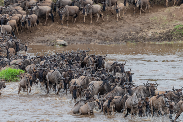 Serengeti Migration_Tanzania
