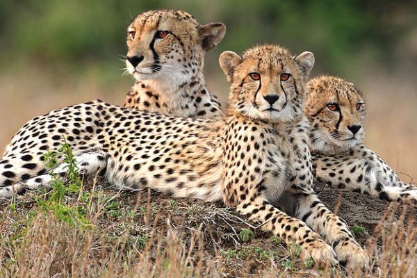 Phinda_Cheetahs in Phinda Private Game Reserve
