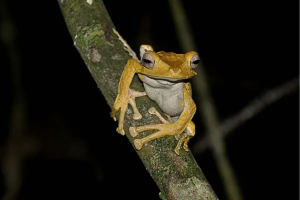 Tropische kikker op een boomtak tijdens een Night Jungle Walk