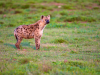 Addo_Hyena