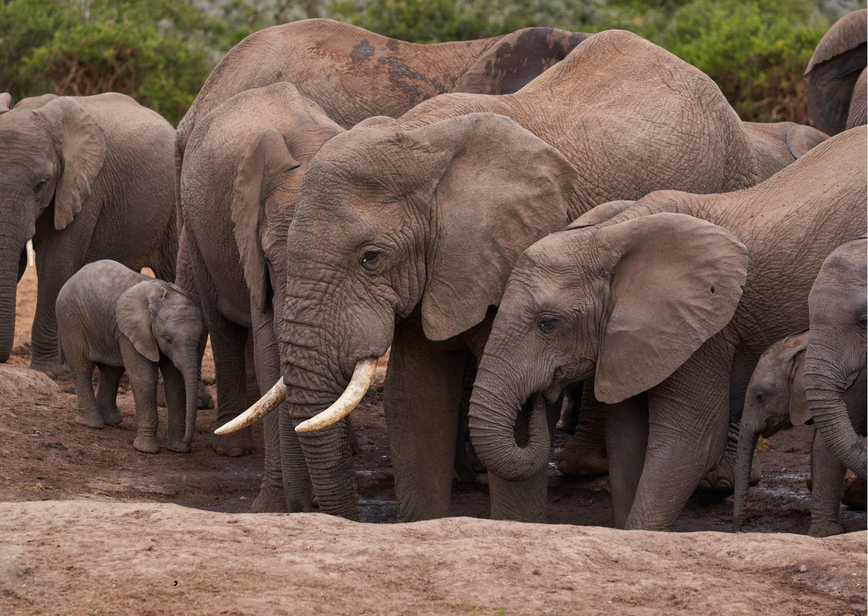 “Olifantenfamilie in Addo Elephant National Park, Zuid-Afrika.”