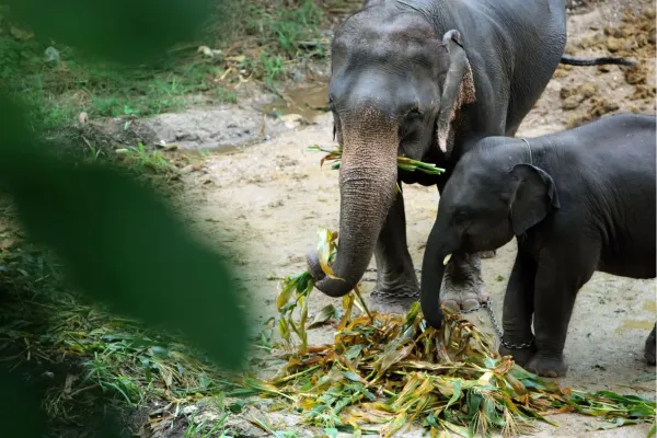 Olifanten in een natuurlijke sanctuary in Chiang Mai Thailand