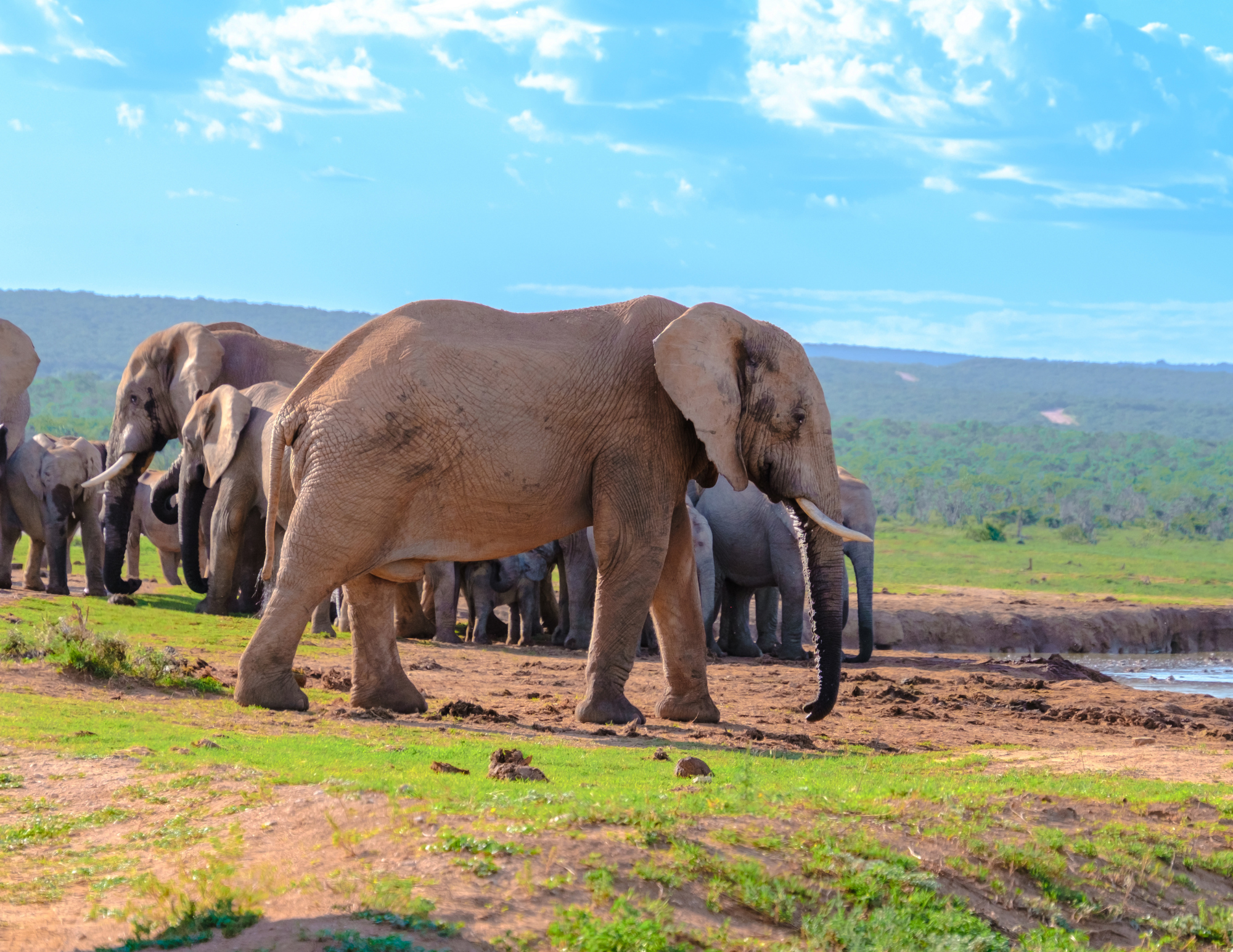Addo National Park - groep olifanten