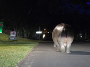 23-daagse Selfdrive Zuid-Afrika, Highlights of Zuid-Afrika Hippo in straat St. Lucia