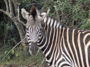 Zebra in Hluhluwe