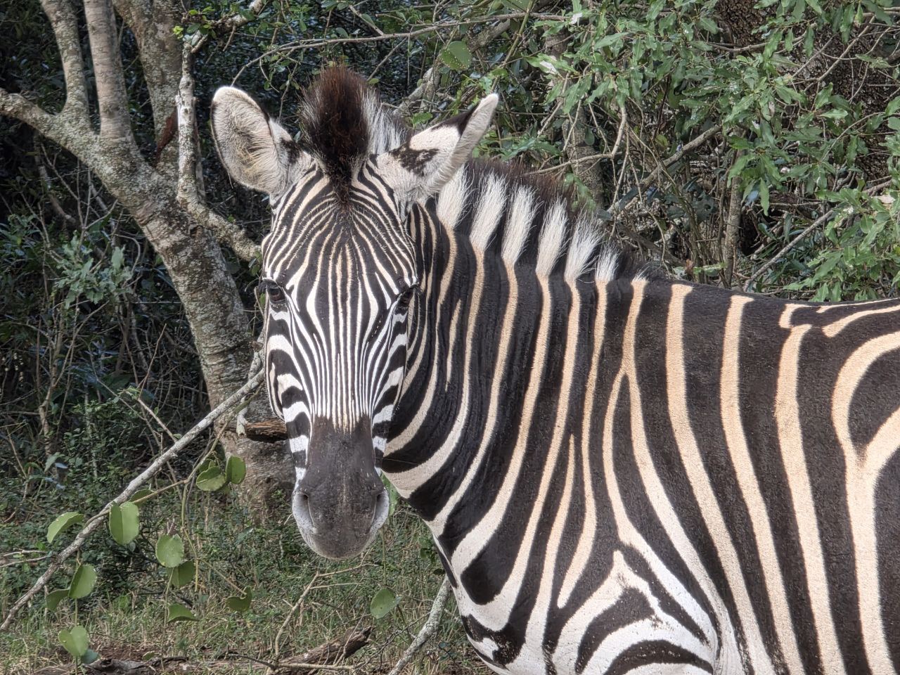 Zebra in Hluhluwe