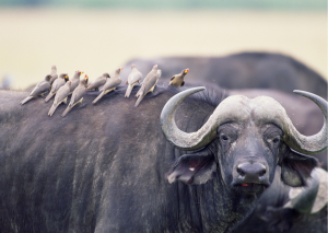 Buffelo met vogeltjes op rug_Zuid-Afrika