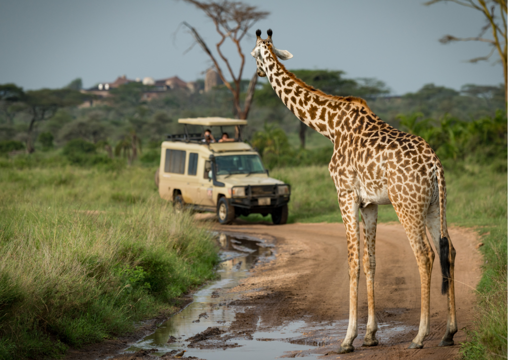 23-daagse Selfdrive Zuid-Afrika, Highlights of Zuid-Afrika Algemeen Gamedrive met op zandweg een giraffe