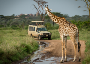 23-daagse Selfdrive Zuid-Afrika, Highlights of Zuid-Afrika Algemeen gamedrive met op zandweg een giraffe