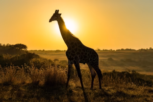 Giraf met gouden avondlicht over het Zuid-Afrikaanse bushland - safari op zijn mooist
