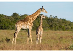 Giraffe tijdens gamedrive South-Africa