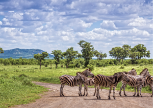 Zebra's op zandweg Zuid-Afrika met berg op achtergond