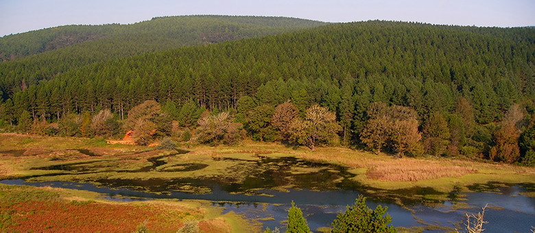 “Ochtend gamedrive in Pilanesberg Nationaal Park”